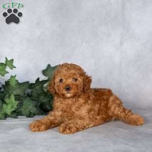 Flynn, Miniature Poodle Puppy